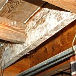 Mold on a ceiling