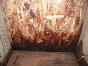 Read more about the article What should I do if I think I have mold in my home?