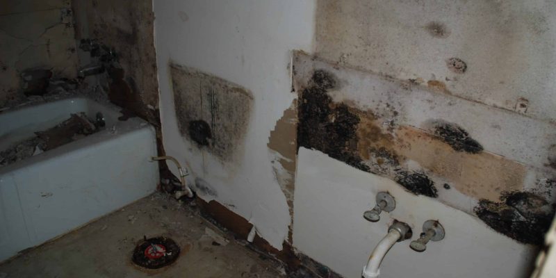 Does Bleach Kill Mold?