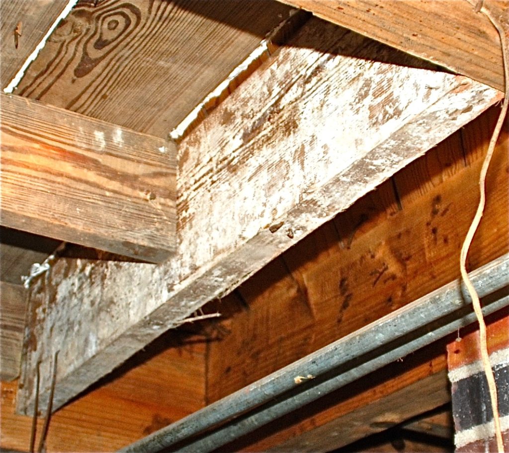 Best Ways to Remove Mold from your Home - MOLD! Why, How, Where, and What to Know