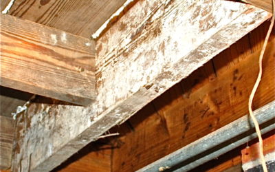 MOLD! Why, How, Where, and What to Know