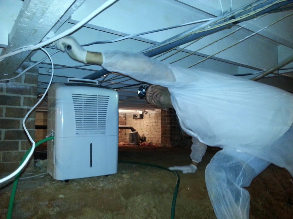 mold removal greenville sc - Mold Exposure and Antibiotics