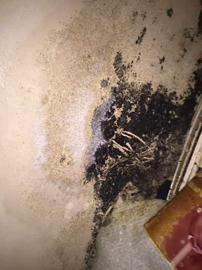 black mold desensitization - Crawlspace Encapsulation