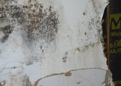 mold inspection remediation