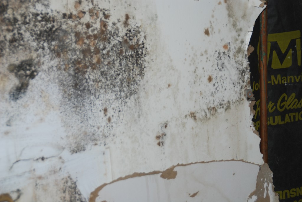 mold inspection remediation