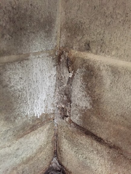 mold on household wall in greenville sc