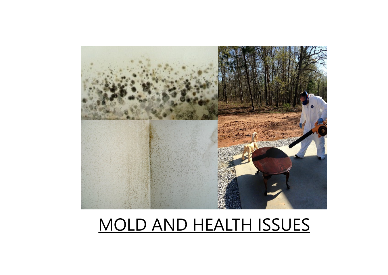 mold and health issues