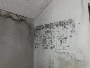 House Mold Removal in Upstate Homes and Business - Greenville, SC