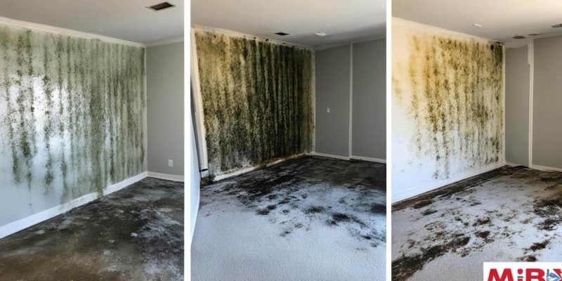 Mold Removal Companies Greenville SC - Mold and Your Health