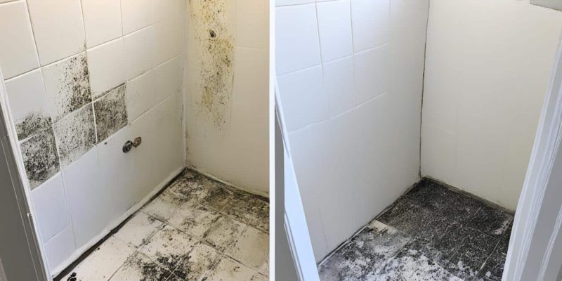 Mold Removal Companies Greer SC - How Much Mold is in Your Home