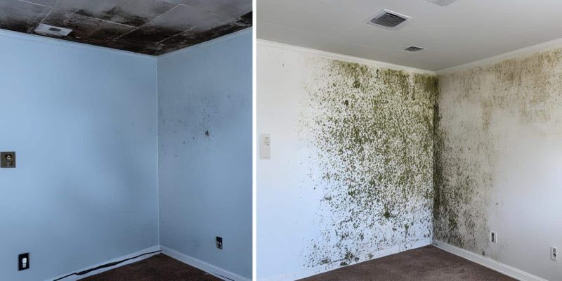 Mold Removal Companies Wade Hampton SC - Upstate SC