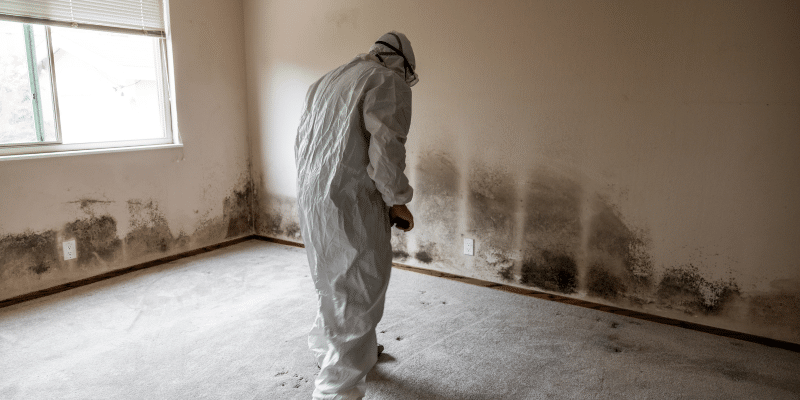 Mold Removal Boiling Springs SC