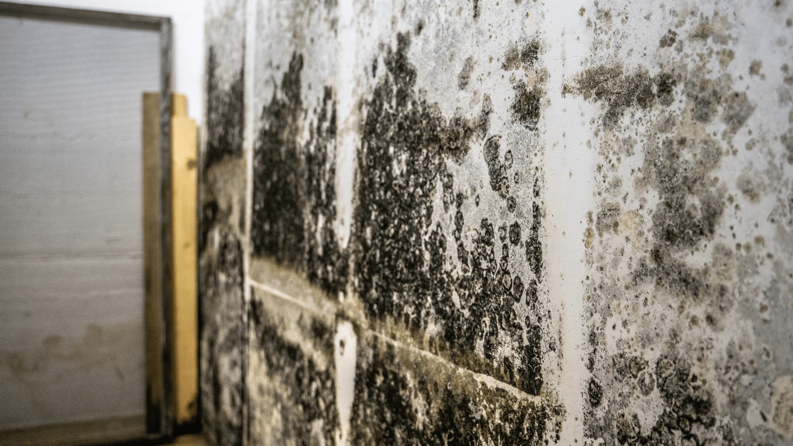Mold Removal