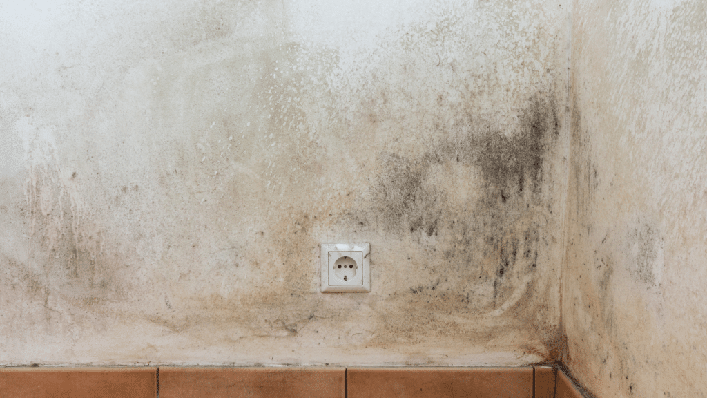 Mold Testing Wade Hampton SC