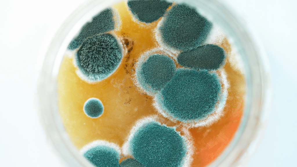 Mold Testing Woodfield SC