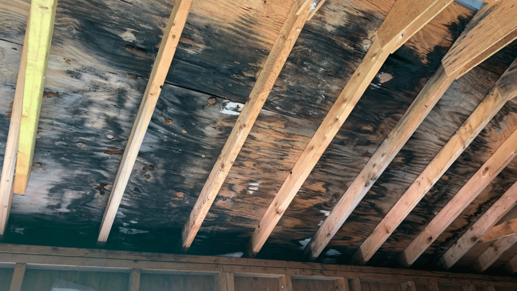 Mold Testing Arcadia SC