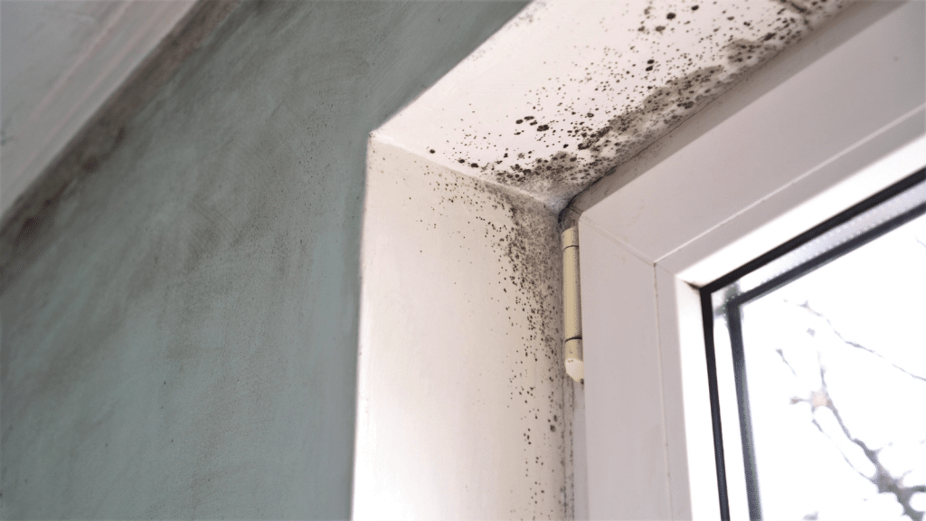 Mold Testing Wellford SC