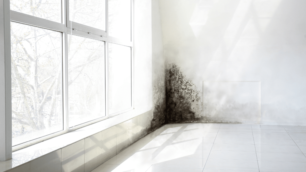 Mold Testing Wedgefield SC