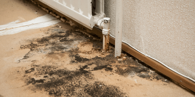 Mold Testing Georgetown SC