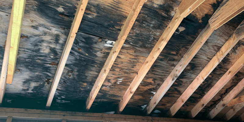 Mold Testing Pendleton SC