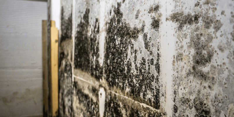 Mold Testing Slater-Marietta SC
