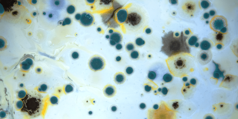 Mold Testing Springdale SC