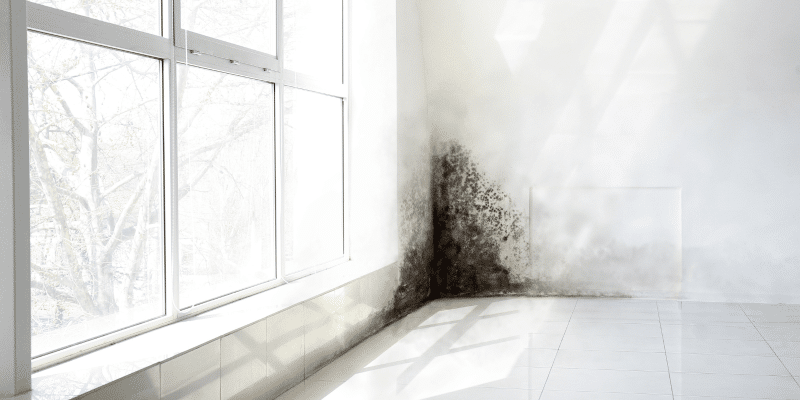 Mold Testing Williamston SC