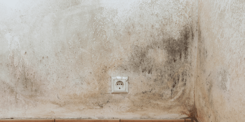 Mold Testing Woodfield SC
